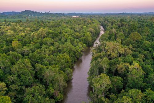Für den Schutz des Amazonas-Regenwaldes: Laufend Lebensraum retten!